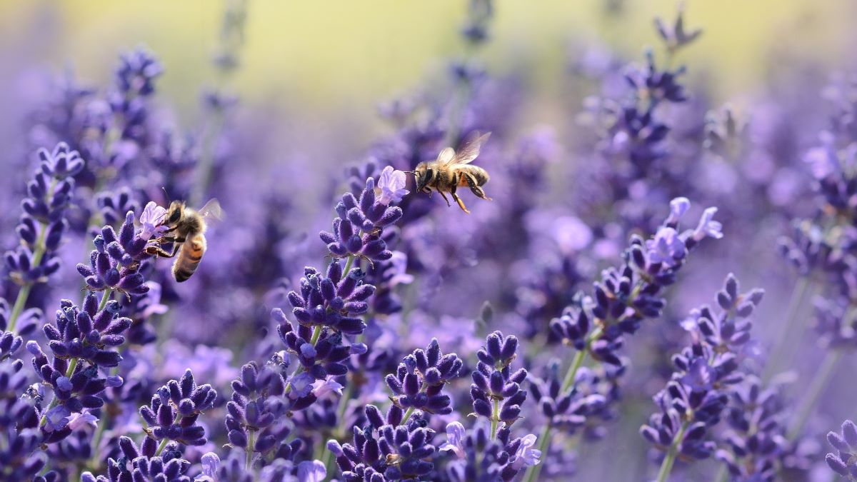 Lavender plant with bees