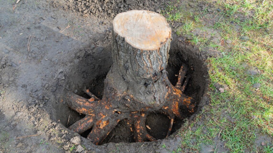 Does home insurance cover tree root damage? | Age Co