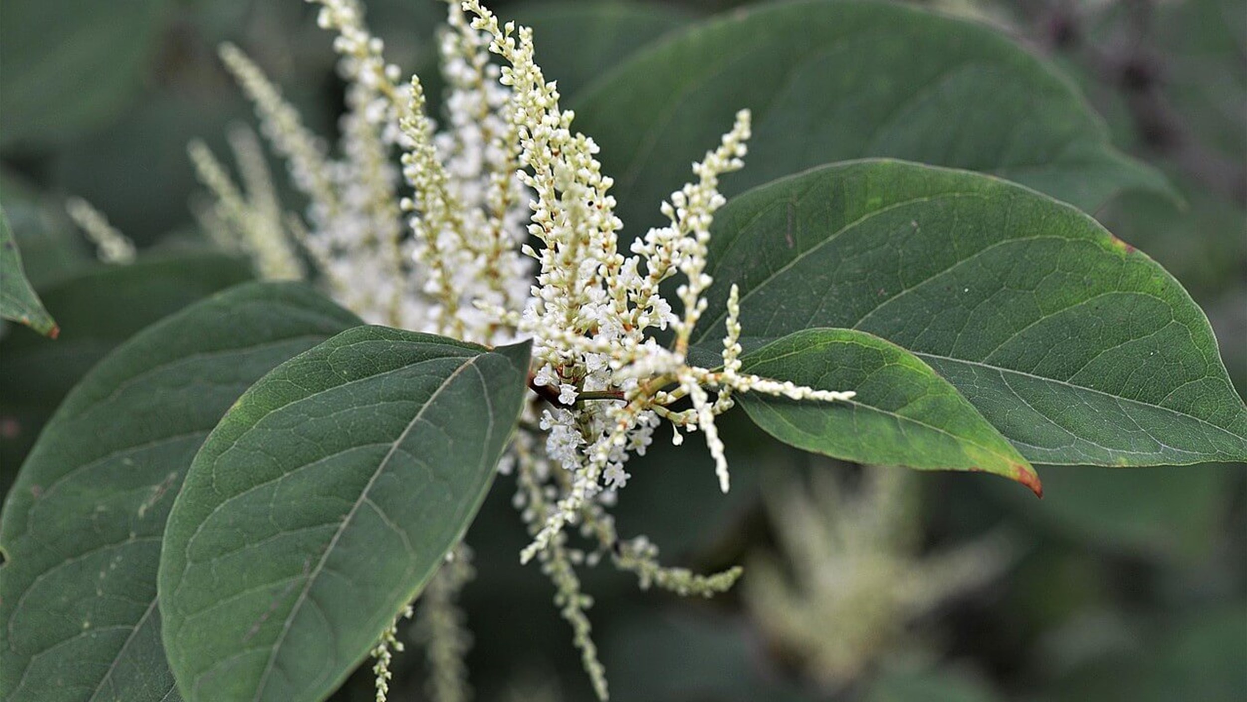 Should I buy a house with Japanese knotweed? Age Co