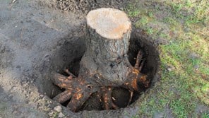 How to remove tree roots with fire